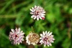 Astrantia major - foto Luciano Breviario