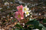 Helleborus niger - foto Luciano Breviario