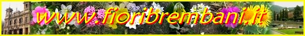 fiori spontanei di montagna e di bosco a San Pellegrino Terme e dintorni di Luigi Giupponi
