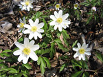 Anemone nemorosa - foto di Luigi Giupponi