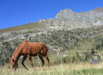 Cavallo ai Laghi Gemelli  - foto Luigi Giupponi