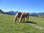 Cavalli ai Laghi Gemelli  - foto Luigi Giupponi