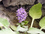 Fiore caratteristico dell?Orrido di Val Taleggio - foto Luigi Giupponi