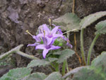 Fiore caratteristico dell?Orrido di Val Taleggio - foto Luigi Giupponi