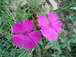 Dianthus segueri sulle colline liguri  - foto Luigi Giupponi