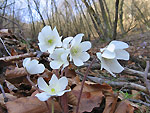 Hepatica nobilis - foto Luigi Giuppopni