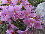 Rhodothamnus-Chamaecistus in Alben - foto Luigi Giupponi