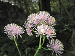 Thalictrum-aquilegifolio - foto Luigi Giupponi