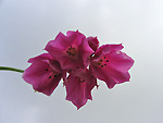 Aglio d'Insubria (Allium insubricum) - Sentiero dei fiori - Foto Luigi Giupponi