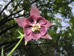 Aquilegia atrata - foto Luigi Giupponi