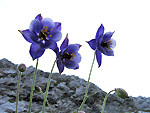 Aquilegia di Einsele - Sentiero dei fiori - Foto Luigi Giupponi