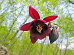 Aquilegia Atrata - foto Luigi Giupponi