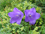 Campanula di Scheuchzer - Sentiero dei Fiori - Foto Luigi Giupponi