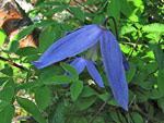 Clematide alpina - foto Luigi Giupponi