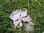 Dianthus monspessulanus - Sentiero dei fiori - Foto Luigi Giupponi