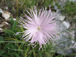 Dianthus monspessulanus - Sentiero dei fiori - Foto Luigi Giupponi