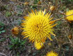 Fiore spontaneo delle colline liguri  - foto Luigi Giupponi