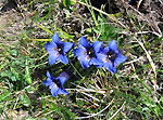 Genzianelle di primavera - foto Luigi Giupponi