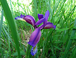 Fiori spontanei primaver-estate 2006 sulle montagne orobiche di Luigi Giupponi