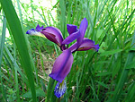 Iris graminea - foto Luigi Giupponi