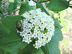 Maggiolino su fiore - foto Luigi Giupponi