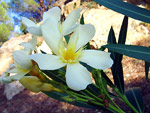 Fiore d'oleandro delle colline liguri  - foto Luigi Giupponi