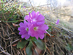 Primula di Lombardia  (Primula glaucensis)  - foto Luigi Giuppopni