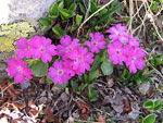 Primula daonensis - foto Luigi Giupponi