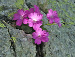 Primula latifolia ai laghi del Porcile - foto Luigi Giupponi