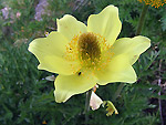 Pulsatilla sulfurea ai laghi del Porcile - foto Luigi Giupponi