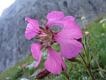 Silene di Elisabetta - Sentiero dei Fiori - Foto Luigi Giupponi