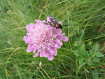 Spillone alpiono (Armeria alpina) - Sentiero dei fiori - Foto Luigi Giupponi