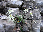 Stelle alpine - Sentiero dei fiori - Foto Luigi Giupponi