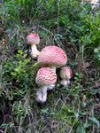 Funghi belli, ma... - foto Luigi Giupponi