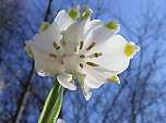 Camapanella (Leucojum vernum)  - foto di Luigi Giupponi
