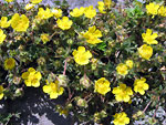 Potentilla  - foto di Luigi Giupponi