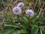 Globularia nudicualis - foto Luigi Giupponi