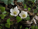 Oxalis acetosella - foto Luigi Giupponi