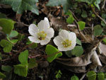 Oxalis acetosella - foto Luigi Giupponi