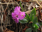 Primula glaucensis - foto Luigi Giupponi