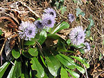 Pulmonaria officinalis ai campelli di S. Croce di S. Pellegrino - foto Luigi Giupponi