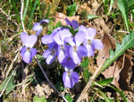 Violette - foto di Luigi Giupponi