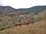Splendidi cavalli nei prati sopra Ornica - foto Marcello Pellegrinelli 28 ott 07