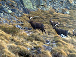 Stambecchi adulti sul  persorso verso il Rifugio Benigni - foto Marcello Pellegrinelli