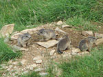 Giovani marmotte esplorano il territorio - foto Marco Caccia 30 giugno 07