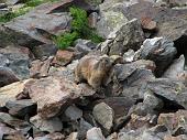 05_Marmotta