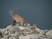 Salita sul Monte Aga dal Rifugio Longo, dove , al ritorno, incontro gli amici che scendono dal Pizzo del Diavolo il 26 lugio 2009  - FOTOGALLERY