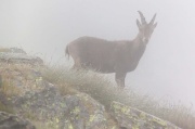 27-08-2013: Rifugio Longo – Cima Aga – Rifugio Calvi - FOTOGALLERY