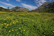 _MG_3217