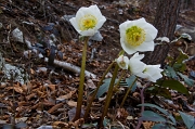 ANTICIPO DI PRIMAVERA - marzo 2012 - FOTOGALLERY